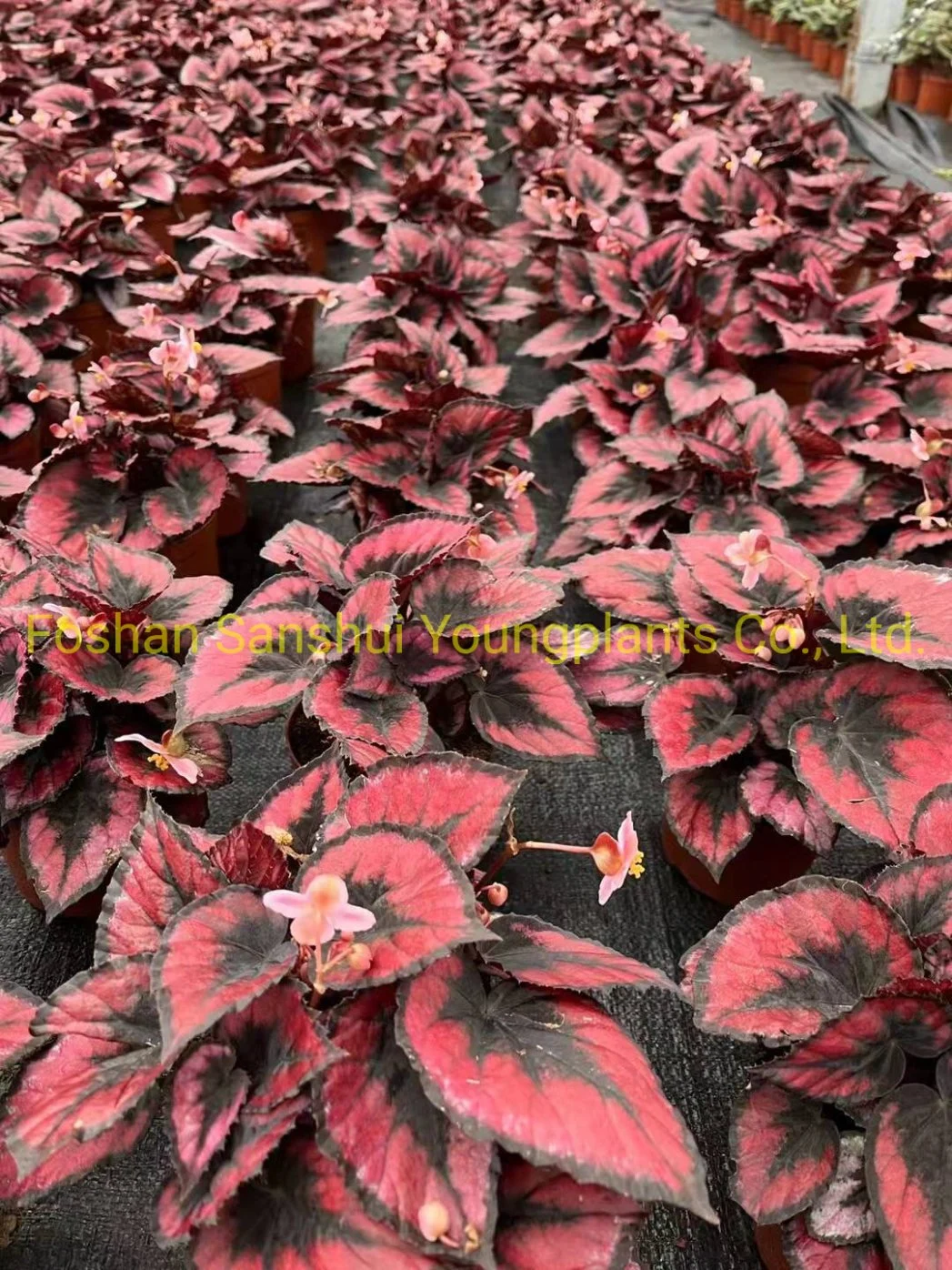 Begonia Red Heart Foliage and Flowering Plants Import From China