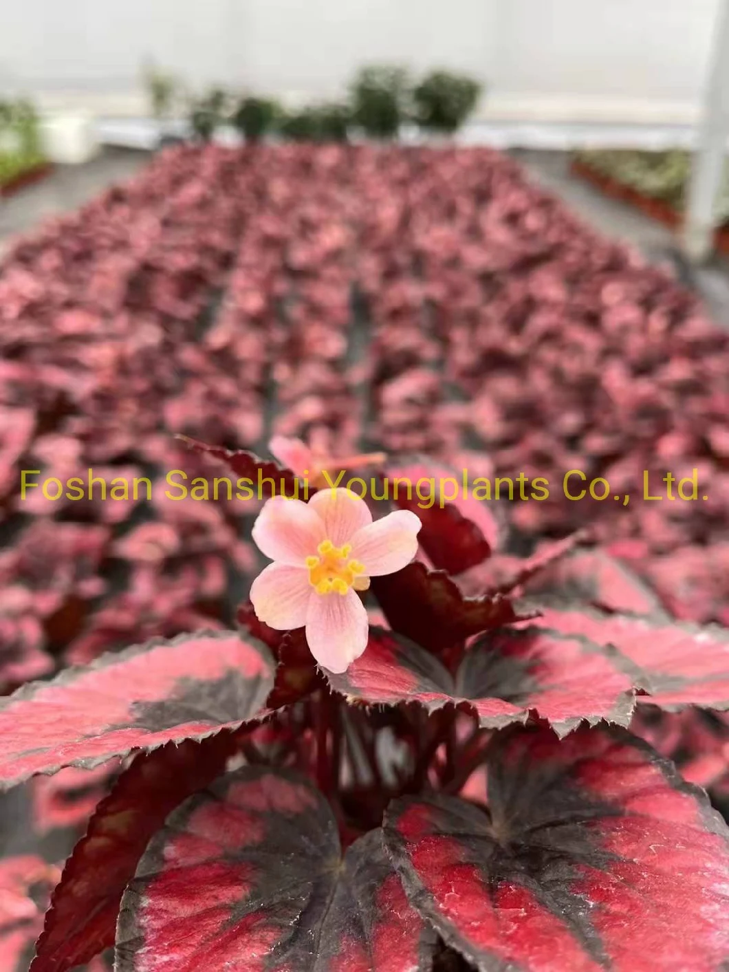 Begonia Red Heart Foliage and Flowering Plants Import From China