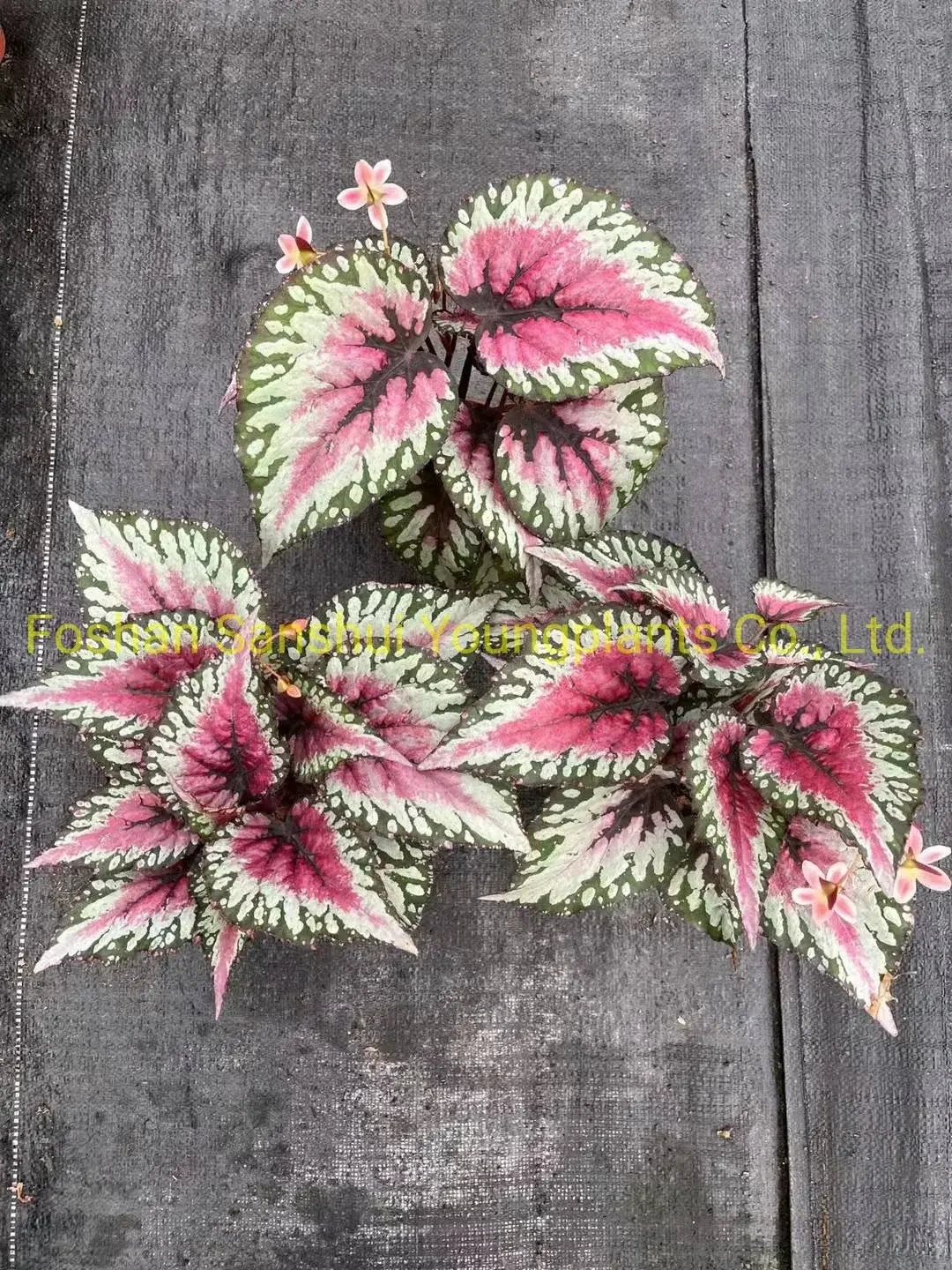 Foshan Youngplants - Begonia Rex Salsa -Implal -Pflanz 1