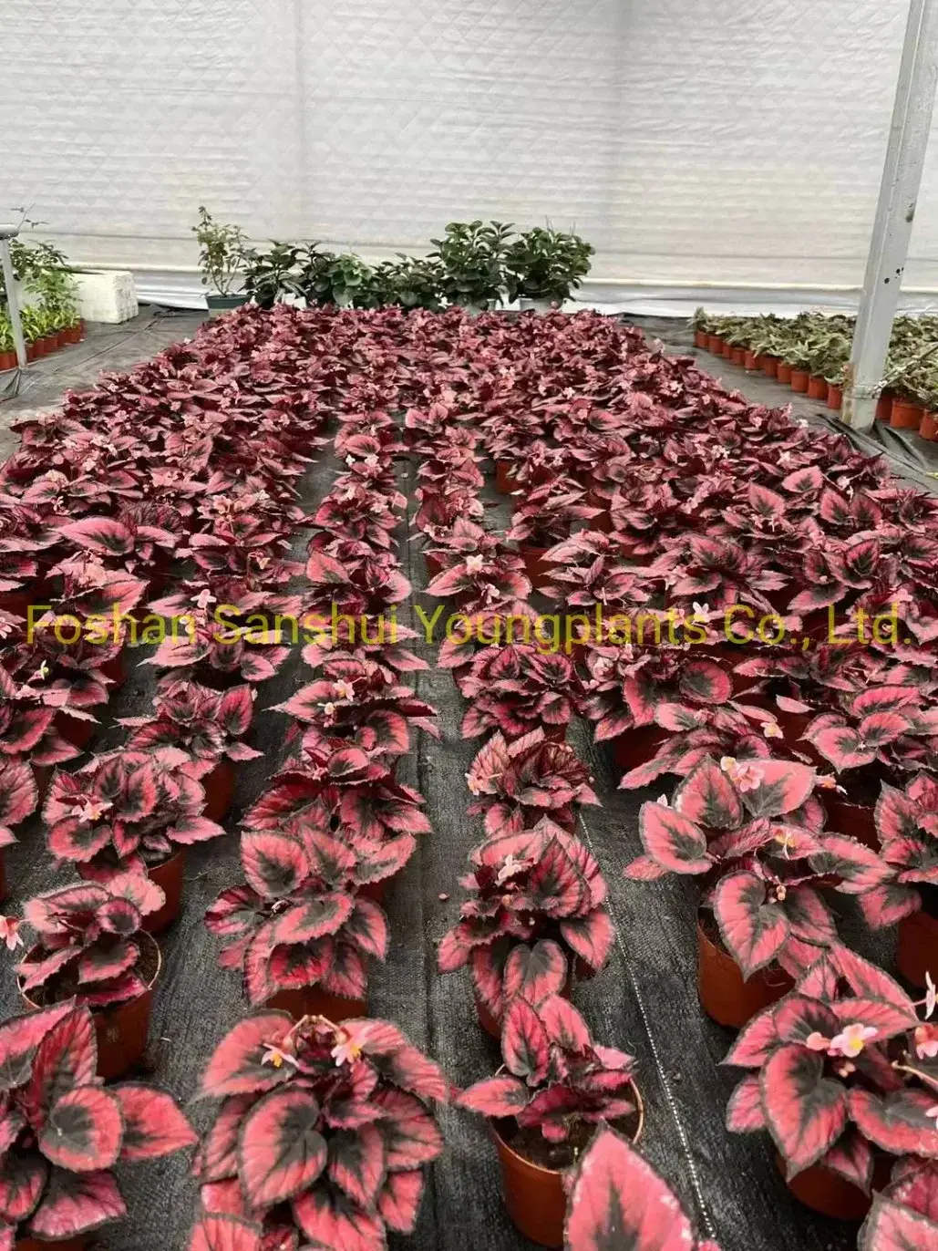 rex begonia care at Wholesale Prices | Youngplants1 6