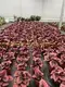 rex begonia care at Wholesale Prices | Youngplants1 6