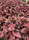 rex begonia care at Wholesale Prices | Youngplants1 5