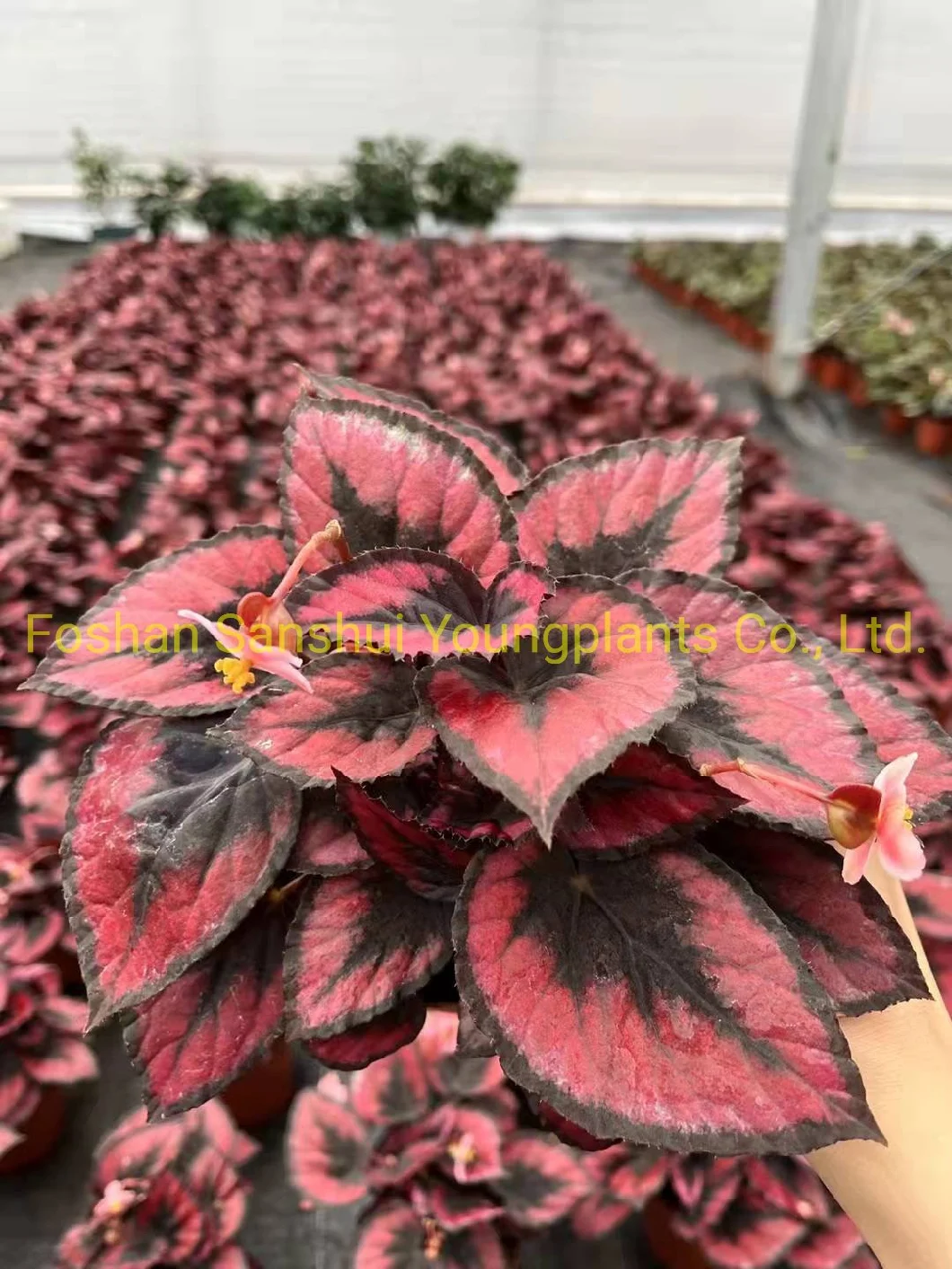 Begonia Red Heart Foliage and Flowering Plants Import From China