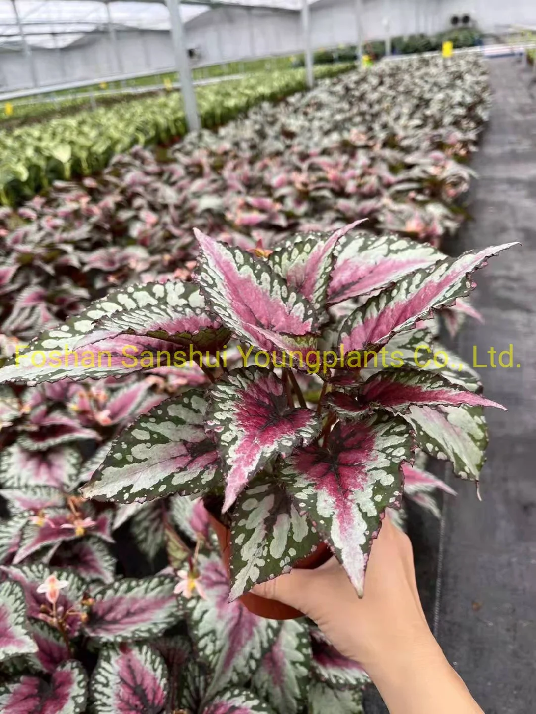 Begonia Rex Salsa Implrt Plant From China Plant Nursery