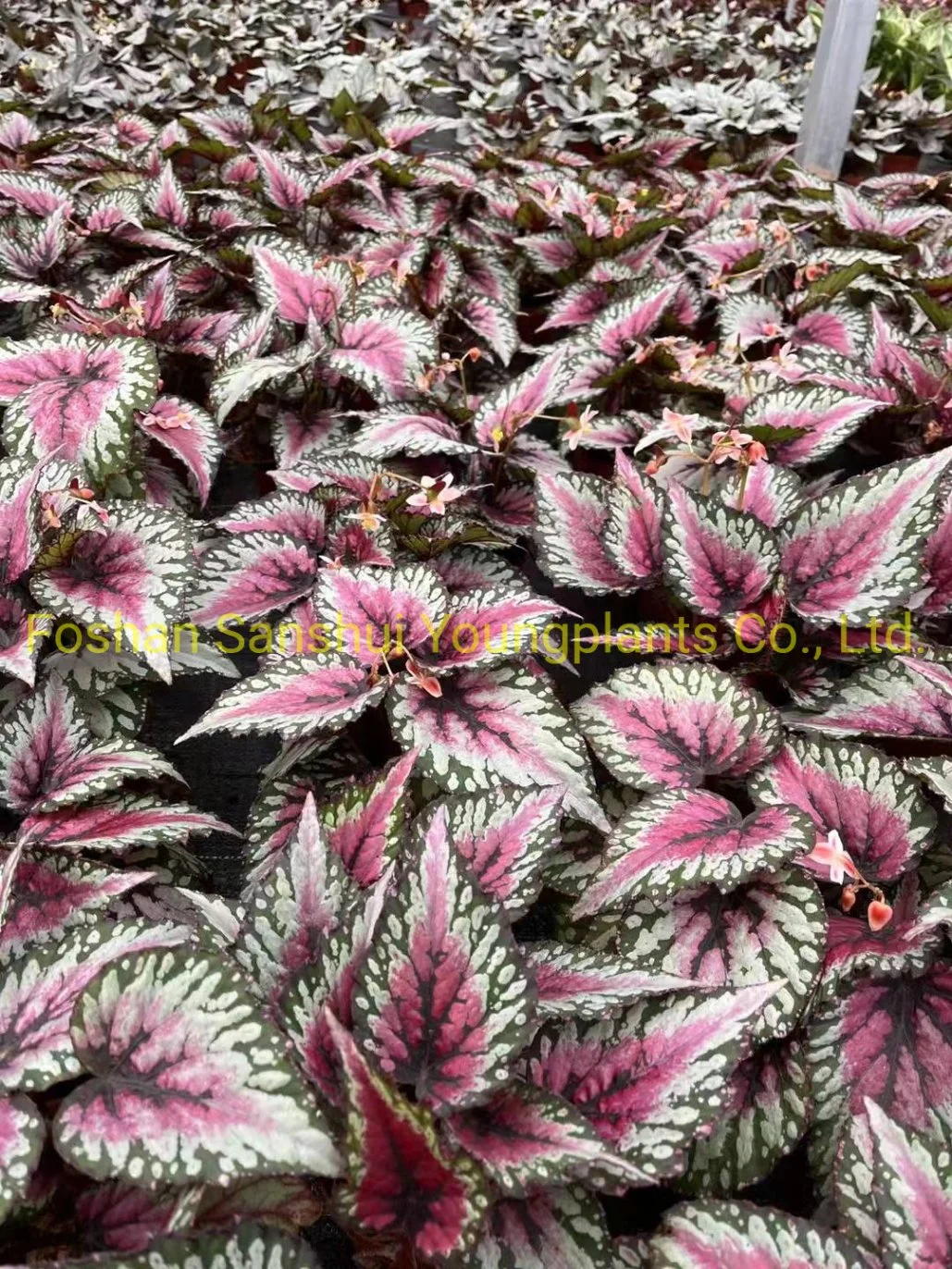 Begonia Rex Salsa Implrt Plant From China Plant Nursery