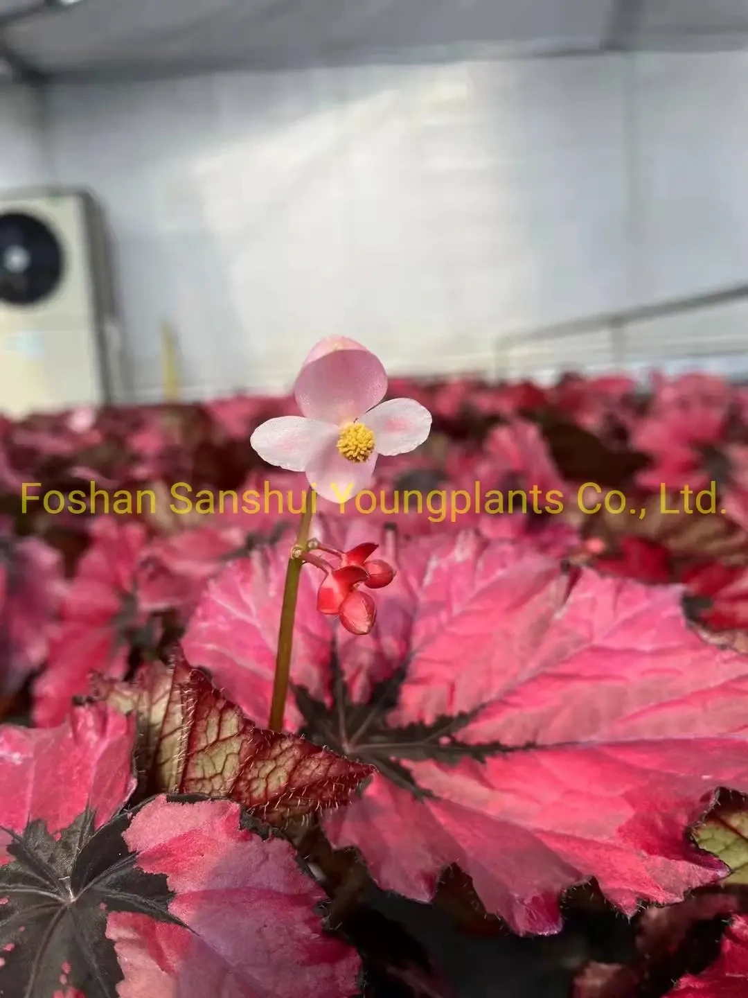 Foshan Youngplants - Begonia Rex Ruby Slippers Laubpflanze Blumen importieren aus China Begoniaceae 1
