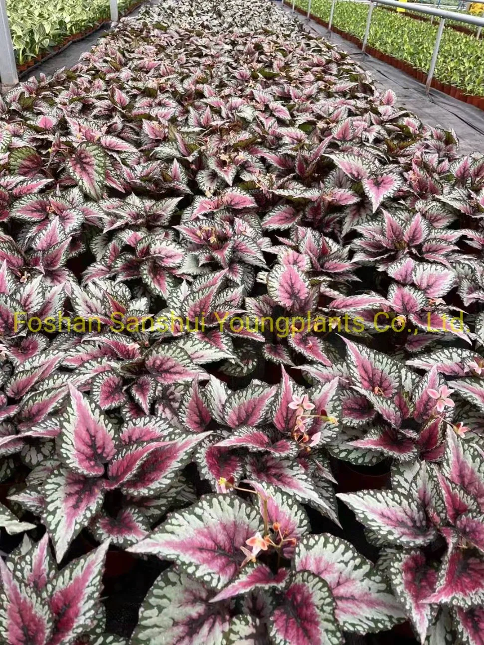 Begonia Rex Salsa Implrt Plant From China Plant Nursery