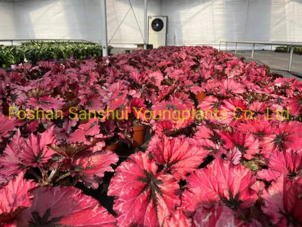 Begonia Rex Ruby Slippers Foliage Plant Flowers Import From China