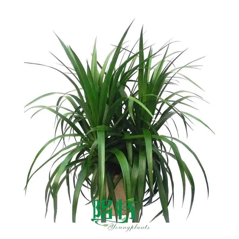 Foshan Youngplants | Dracaena cambodiana Natural Tray Plug Plants Tissue Culture Wholesale Supplier 1
