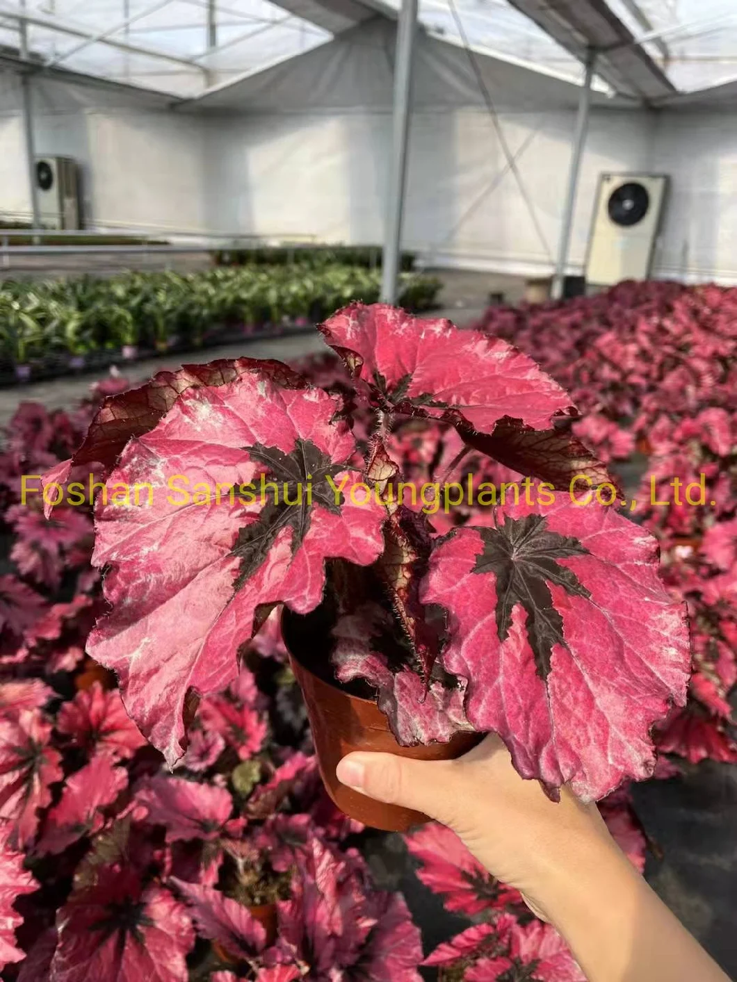 Begonia Rex Ruby Slippers Foliage Plant Flowers Import From China