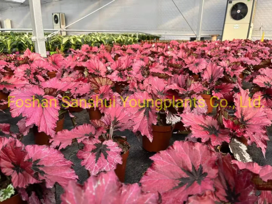Begonia Rex Ruby Slippers Foliage Plant Flowers Import From China