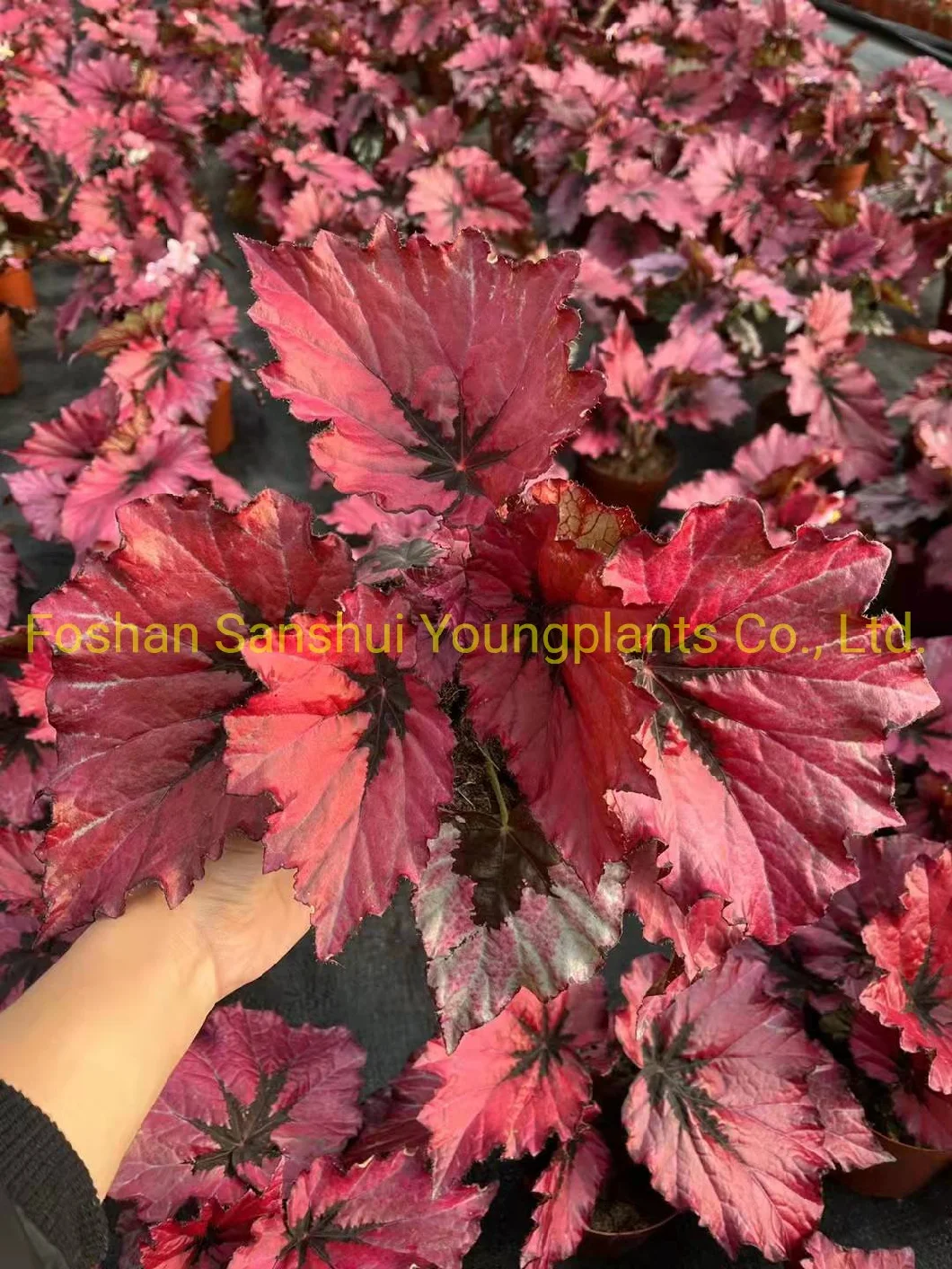 Begonia Rex Ruby Slippers Foliage Plant Flowers Import From China