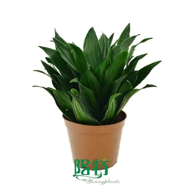 Foshan Youngplants | Dracaena deremensis 'Janet Craig Compacta' Plug Tray Plants Supplier 1