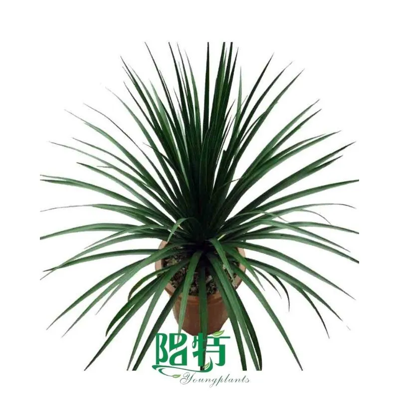 Foshan Youngplants | Dracaena cambodiana 'Black Pearl' Natural Tray Plug Plants Tissue Culture Wholesale Supplier 1