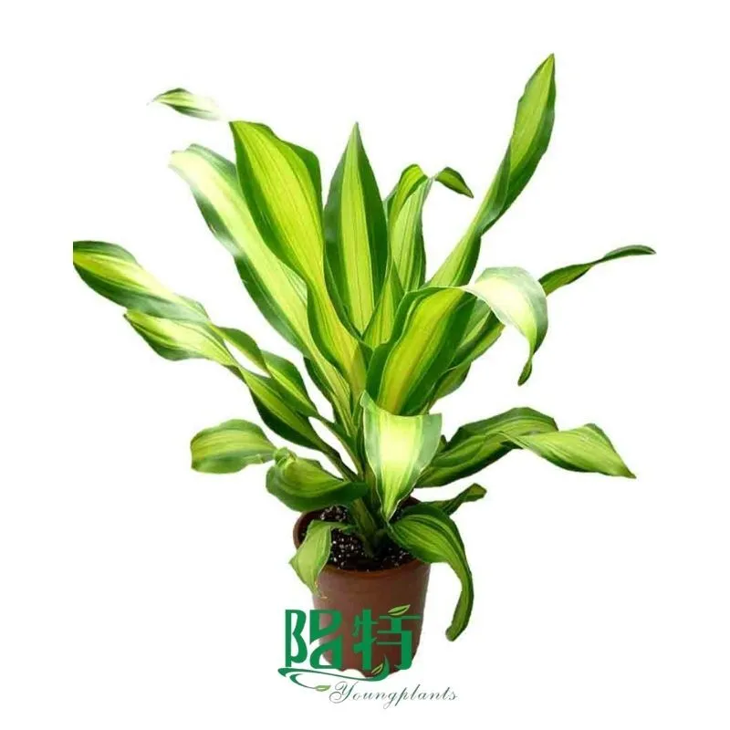 Foshan Youngplants | Dracaena 'Gold Cord' Natural Tray Plug Plants Tissue Culture Wholesale Supplier 1