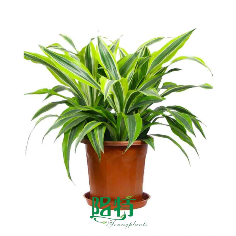 Foshan Youngplants | Dracaena 'Lemon Lime' Natural Tray Plug Plants Tissue Culture Wholesale Supplier 1