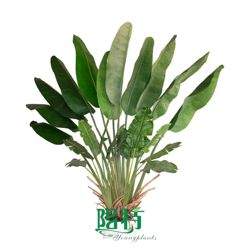 Foshan Youngplants - Ravenala Madagascariensis 1