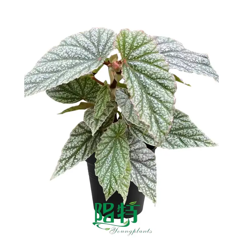 what is aglaonema pink princess | Youngplants