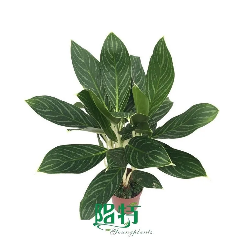 Foshan Youngplants - Rooted Plant Plugs Seedlings Indoor/Outdoor Wholesale for Grower Aglaonema Snow White 1
