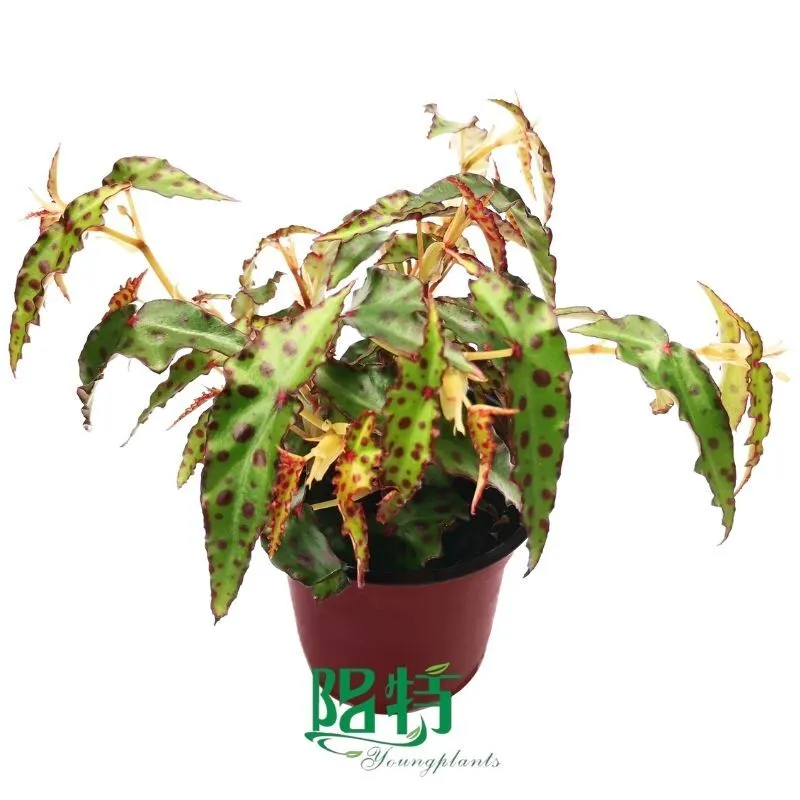 Foshan Youngplants - Begonia Amphioxus Tissue Culture Plant Indoor Outdoor From Plant Nursery Begoniaceae 1