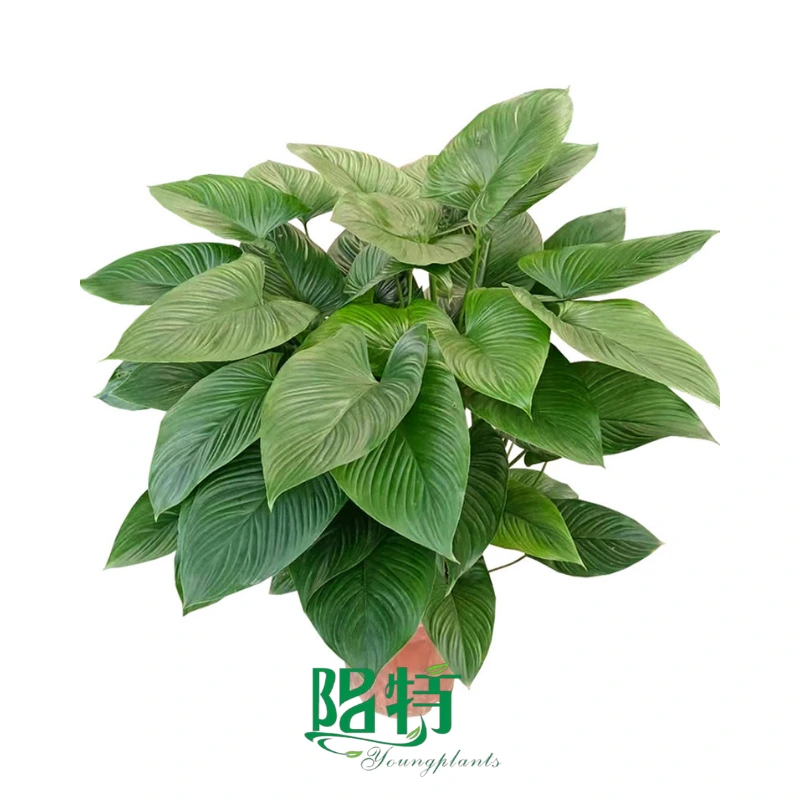 Foshan Youngplants | Homalomena occulta 'Green' 1