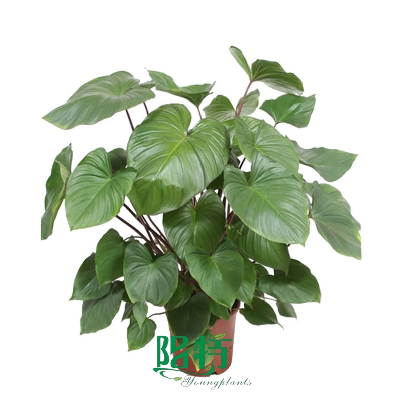 Foshan Youngplants | Homalomena Rubescens 'Maggy' 1