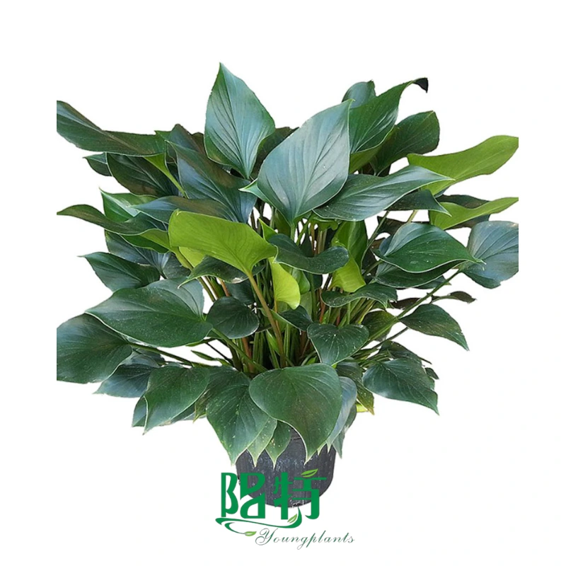 Foshan Youngplants | Homalomena occulta 'Emerald Gem' 1