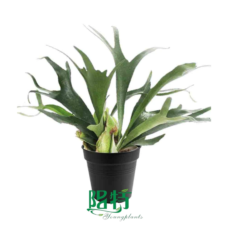 Foshan Youngplants - Platycerium bifurcatum 1