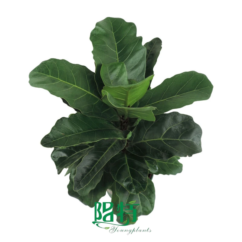 Foshan Youngplants - Wholesale Live Plantlets Mutated Fiddle-Shaped Ficus Lyrata 'Square' 1