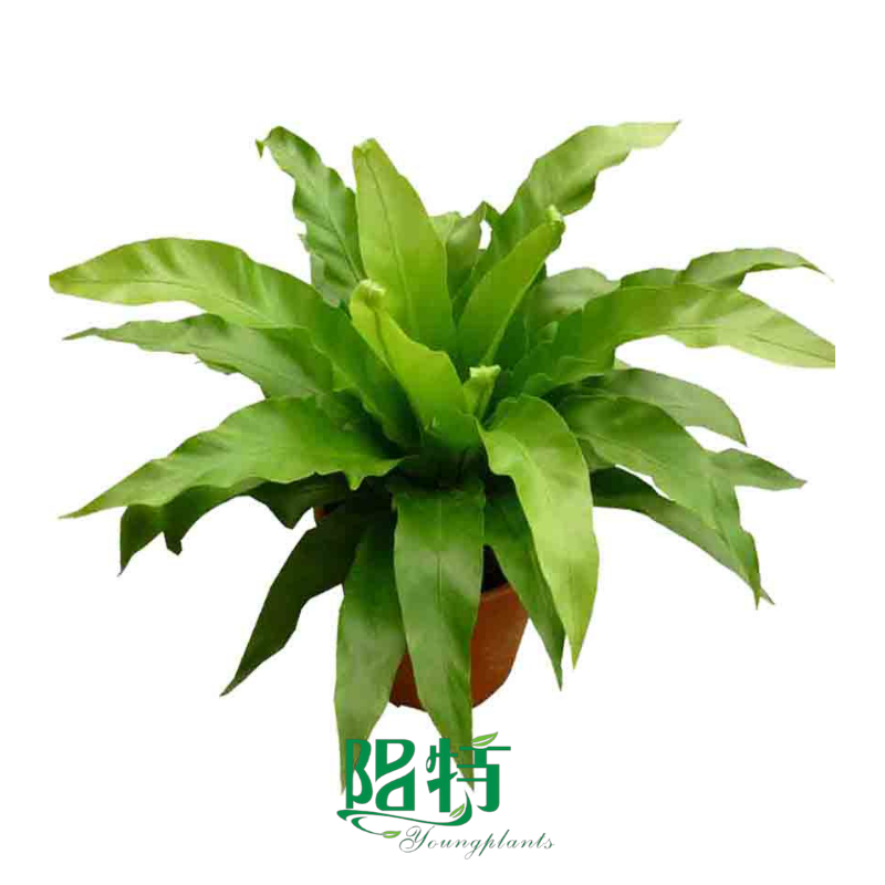 Les raisons pour lesquelles nous aimons l'entretien de l'aglaonema au printemps