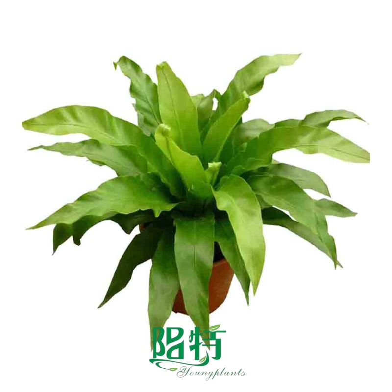 Foshan Youngplants - Asplenium antiquum 1