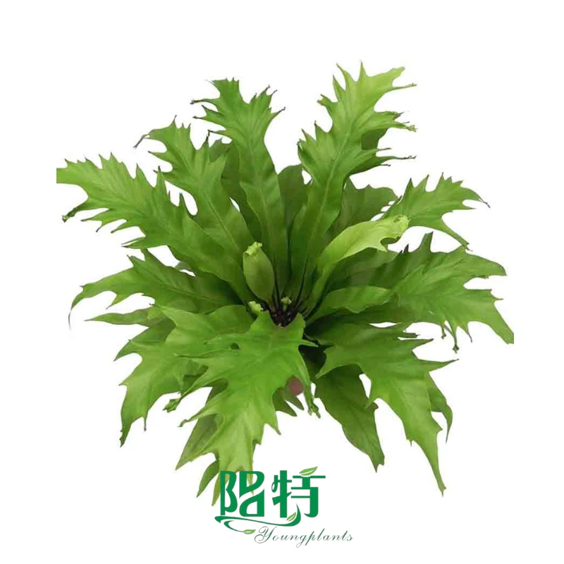 Foshan Youngplants - Asplenium nidus Venus 1