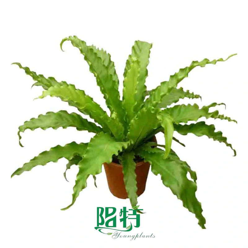 Foshan Youngplants - Asplenium antiquum 'Osaka' 1