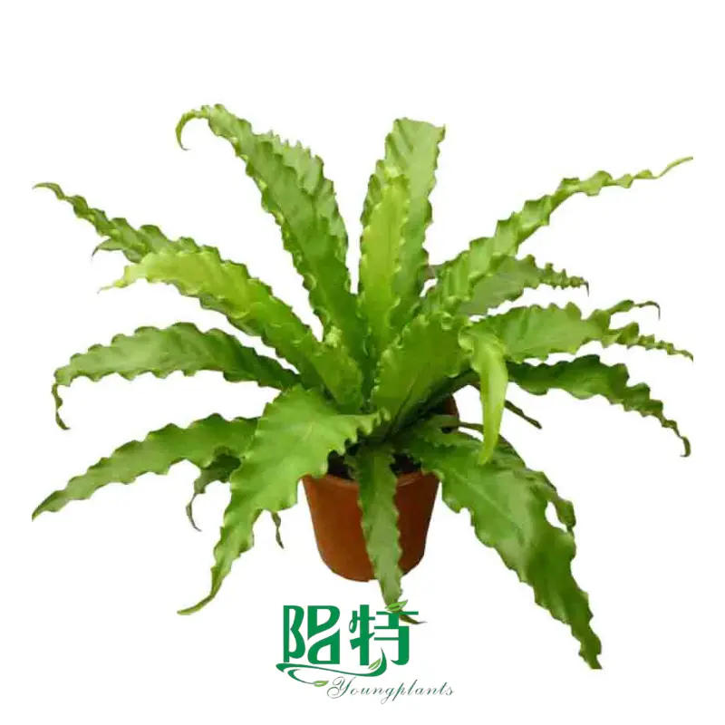 what is aglaonema candy cane | Youngplants
