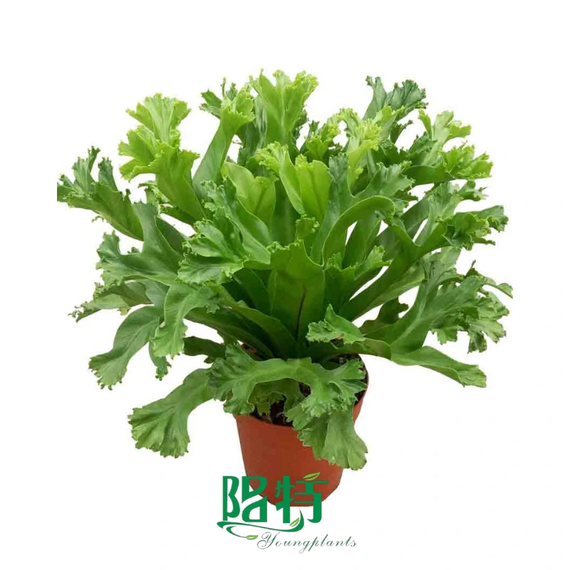 Foshan Youngplants - Asplenium napina 'Lesley' 1