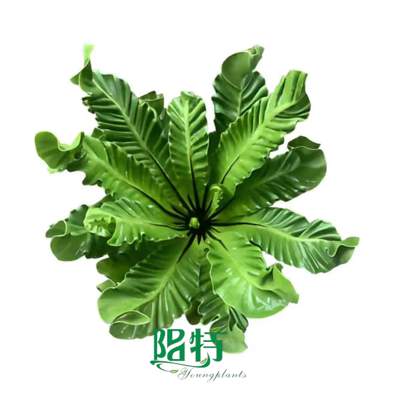 Foshan Youngplants - Asplenium Nidus 'Cobra' Fern Tissue Culture Plants 1