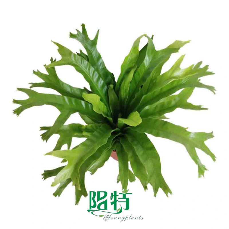 Foshan Youngplants - Asplenium napina  'Crissie' 1