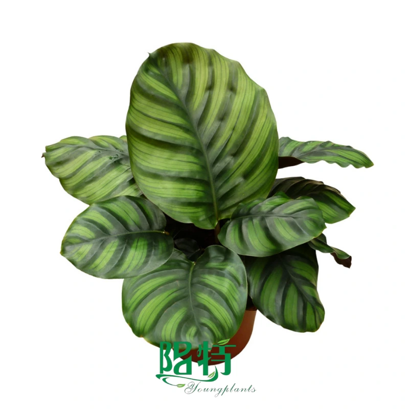 Foshan Youngplants - Wholesale Tray Plant Plugs Supply Growers Nurseries Calathea Fasciata 1