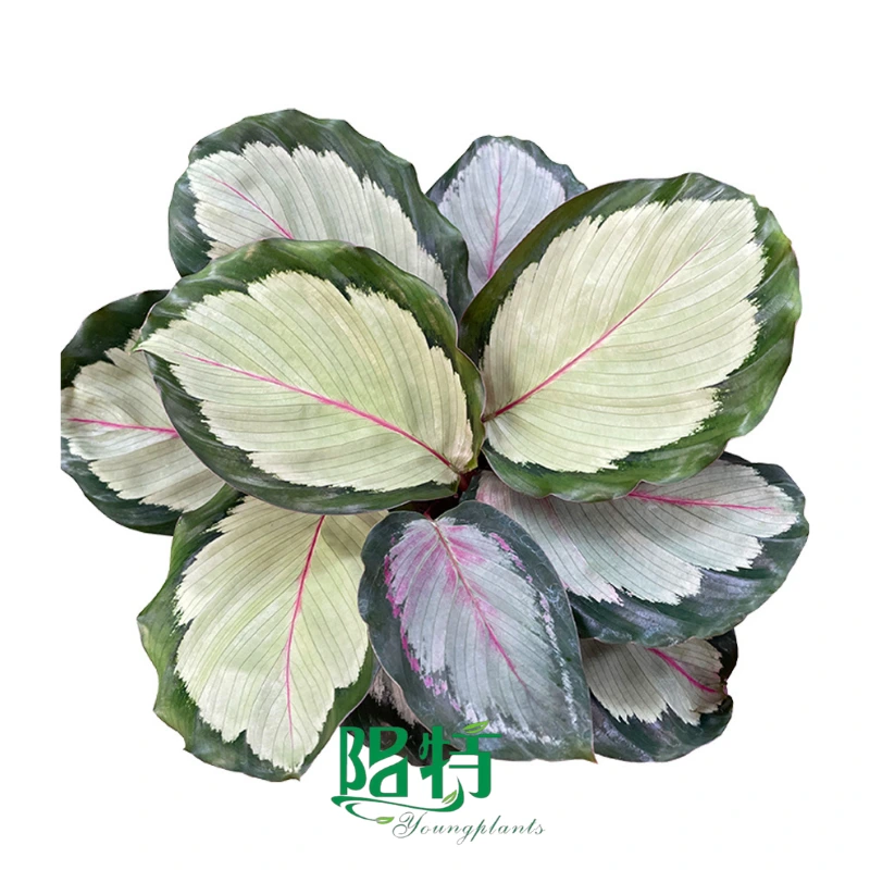 Foshan Youngplants - Wholesale Tray Plant Plugs Supply Growers Nurseries Calathea roseopicta 'Northern Lights' 1