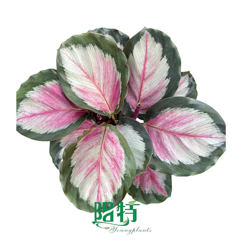Foshan Youngplants - Wholesale Tray Plant Plugs Supply Growers Nurseries Calathea roseopicta 'white cloud' 1