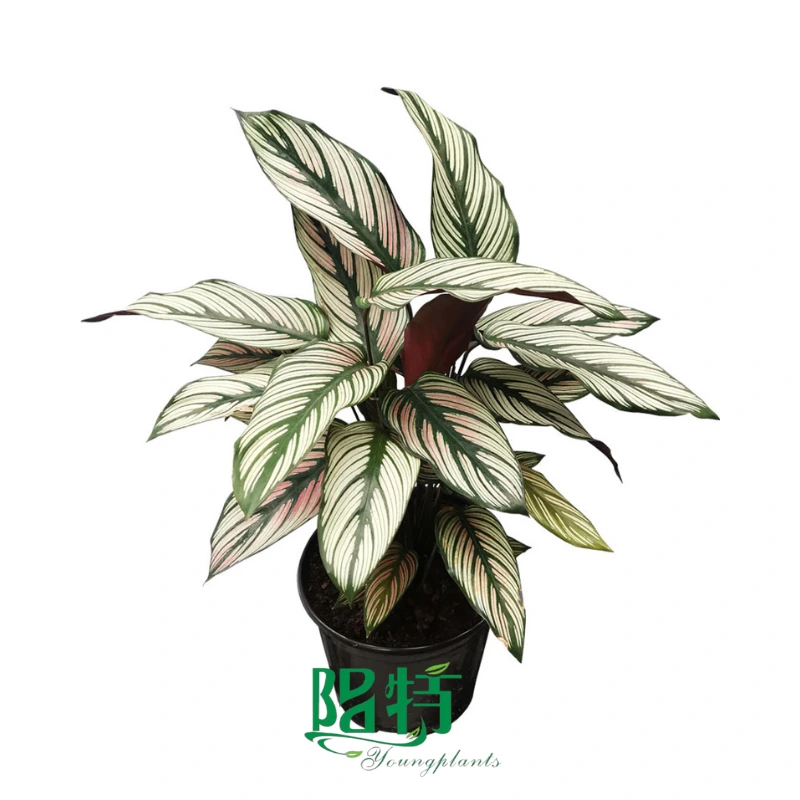 Foshan Youngplants - Wholesale Tray Plant Plugs Supply Growers Nurseries Calathea ornata 'White Star' 1