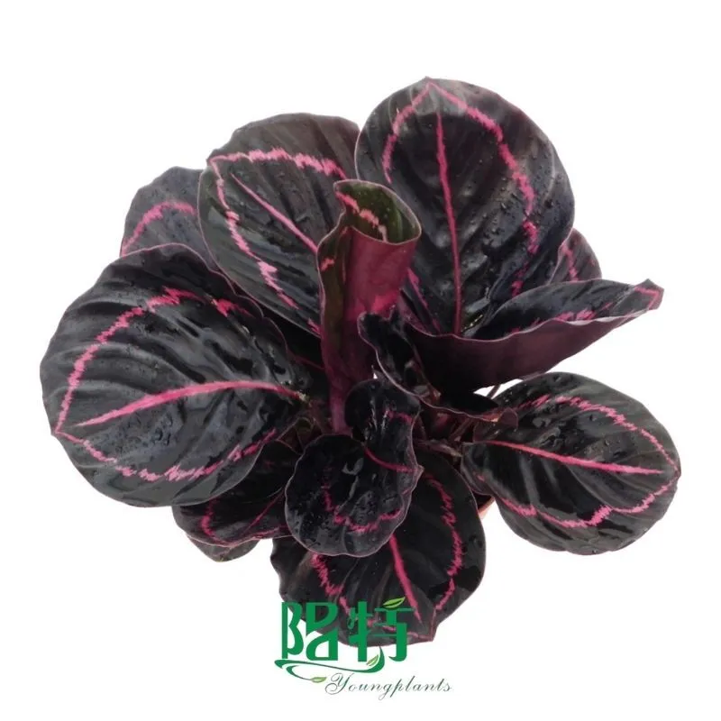 Foshan Youngplants - Wholesale Tray Plant Plugs Supply Growers Nurseries Calathea roseopicta 'Dottie' 1