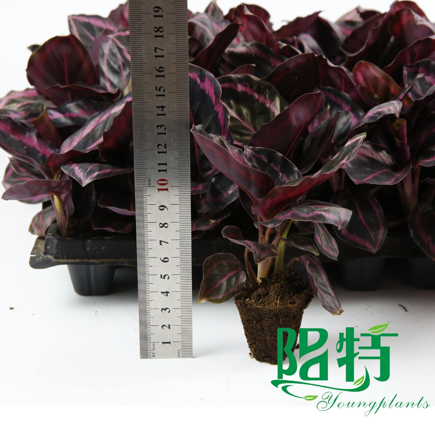 ctenanthe at Wholesale Prices | Youngplants 8