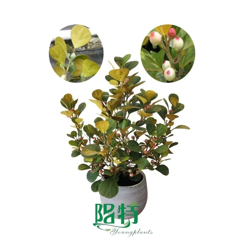 Foshan Youngplants - Hot-selling Natural Plants Round Golden Leaf with Figs Ficus Deltoidea 'Mistletoe Fig' (Deltoidea) 1