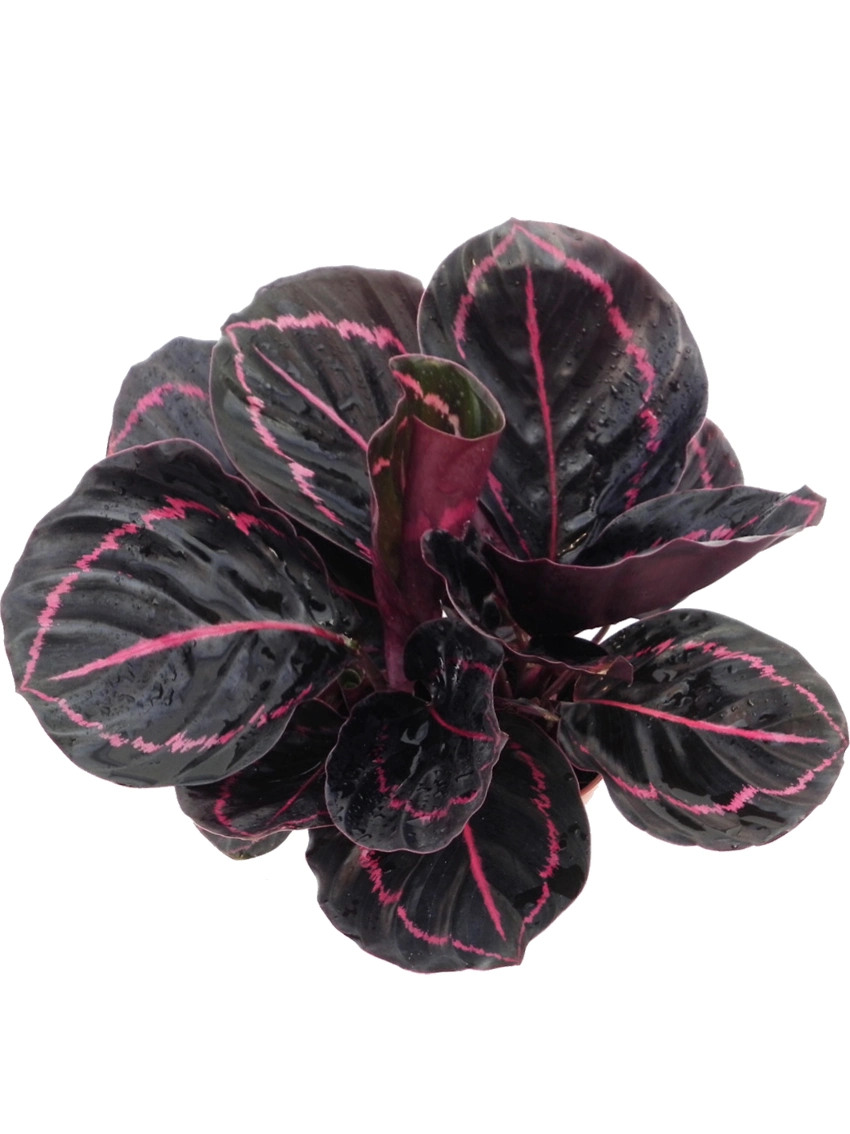 Izitshalo ezincane | i-dieffenbachia 10