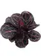ctenanthe at Wholesale Prices | Youngplants 2