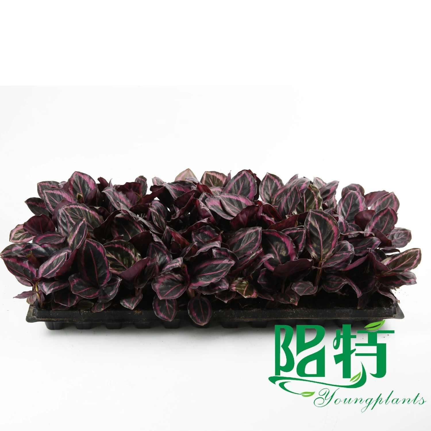 calathea prayer plant at Wholesale Prices | Youngplants 9