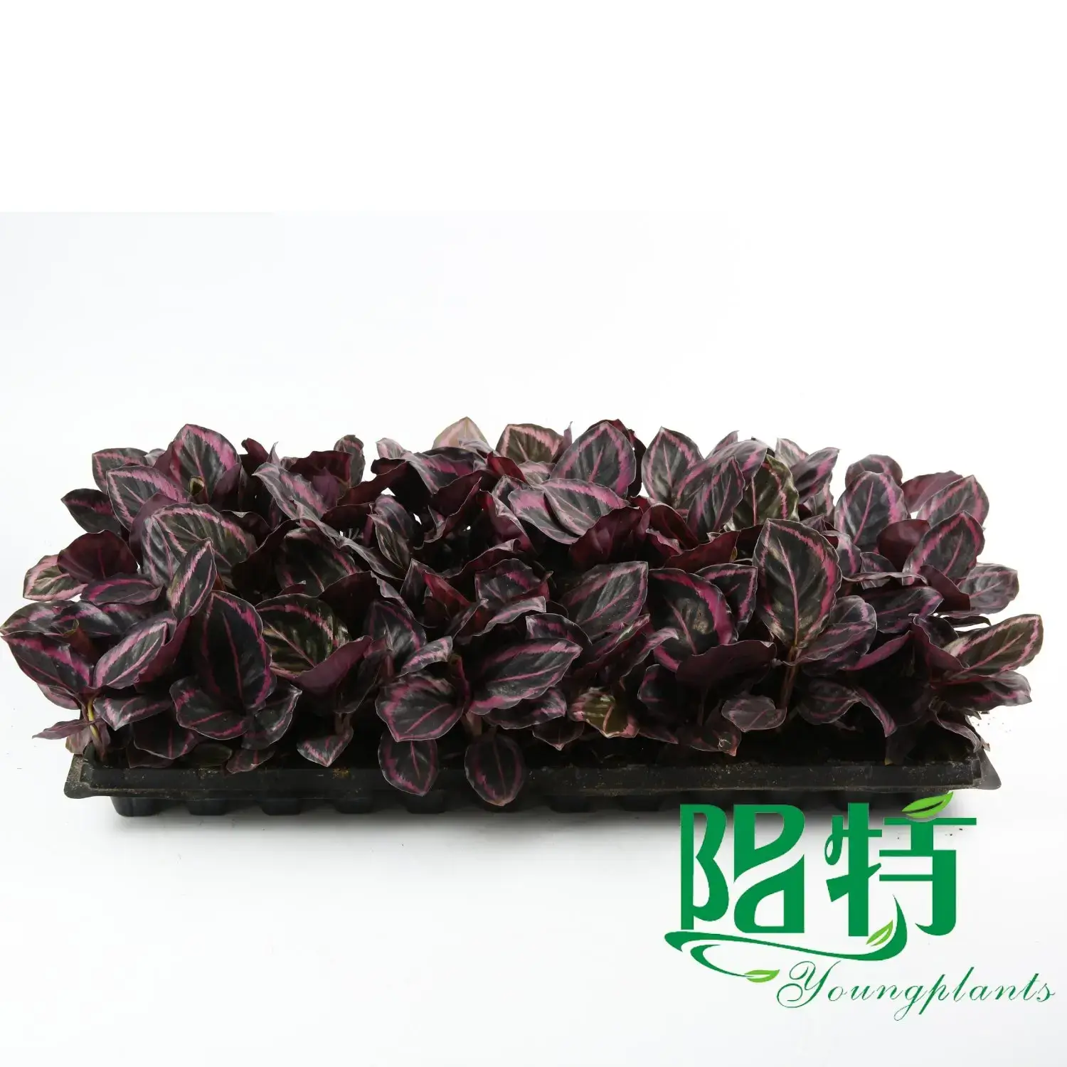 ctenanthe at Wholesale Prices | Youngplants 5