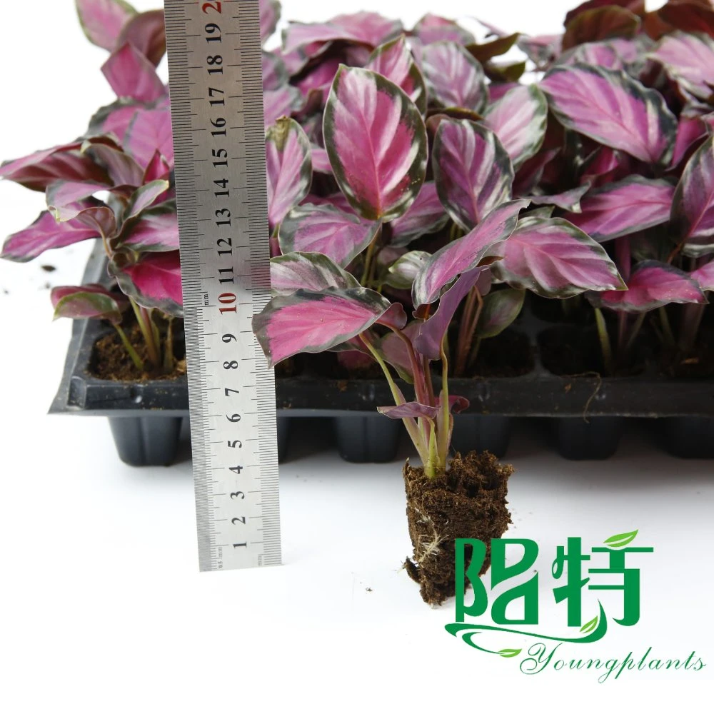 มารันต้า ราคาขายส่ง | Youngplants 9