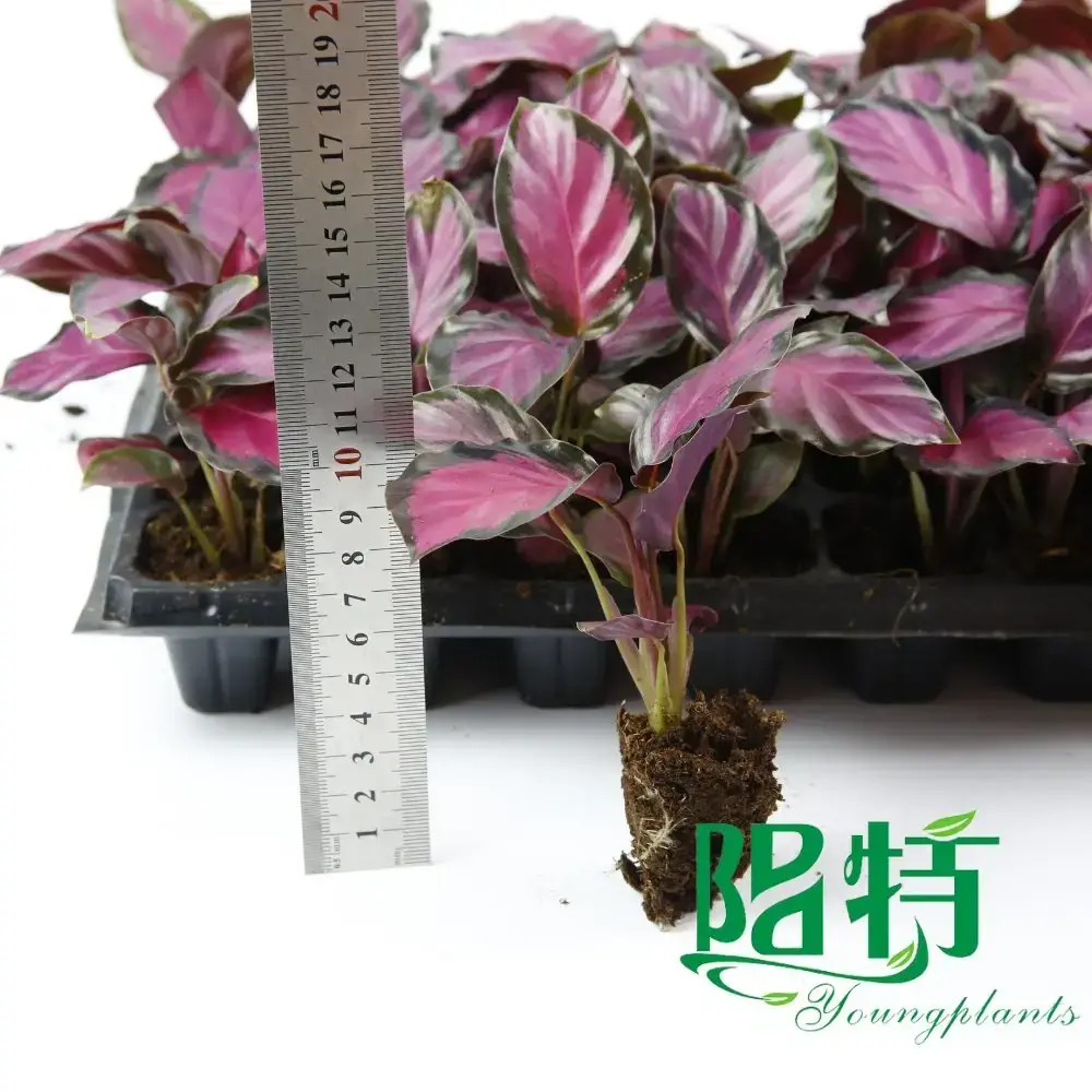maranta at Wholesale Prices | Youngplants 2